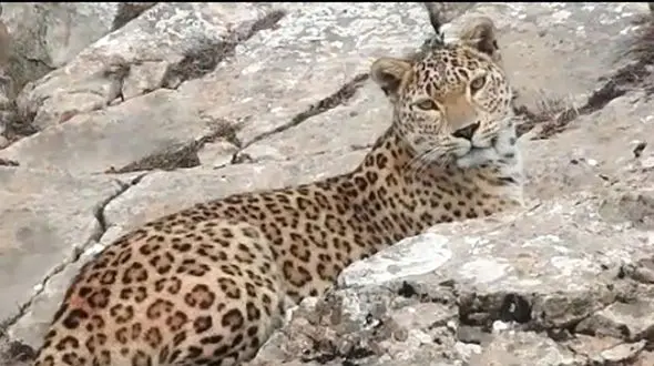 زیباترین فیلم از پلنگ ایرانی در مازندران / به سمت محیط بان حرکت کرد