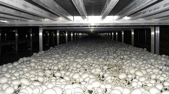 چگونه با پرورش قارچ پولدار شویم؟