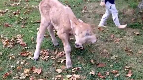 گوساله دو سری که زنده مانده است+ فیلم جالب