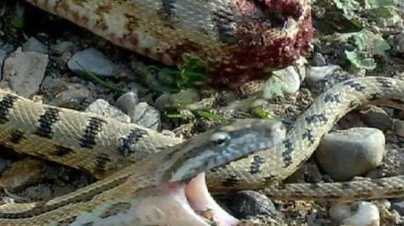 هیولای سمی رودبار کشته شد + عکس 