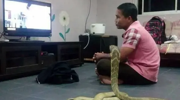 ازدواج عاشقانه با یک مار کبری وحشتناک+عکس