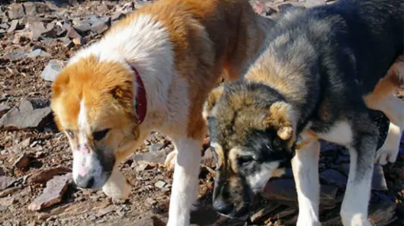 سگ‌های ولگرد کودک ۵ ساله را دریدند