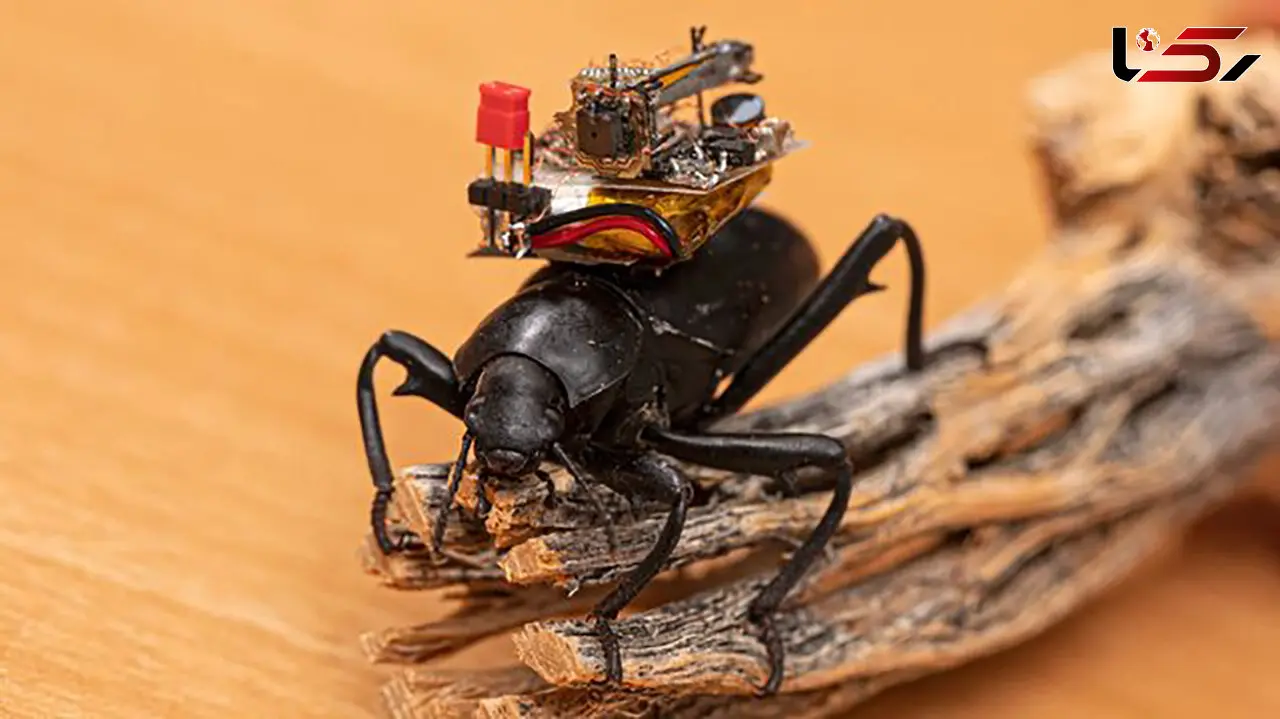 دنیا را از دید حشرات ببینیم / کشف جدید دانشمندان