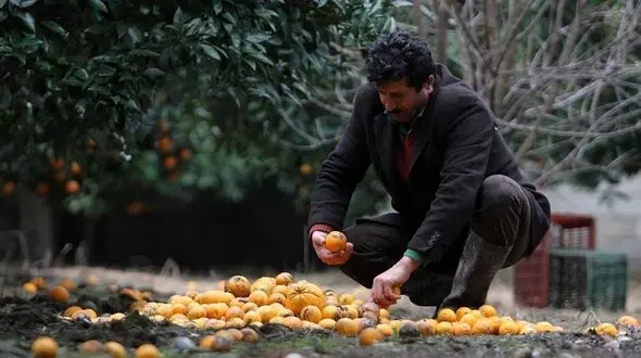 پرداخت 200 میلیارد تومان وام به باغداران خسارت دیده شمال