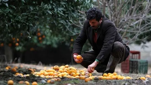 پرداخت 200 میلیارد تومان وام به باغداران خسارت دیده شمال