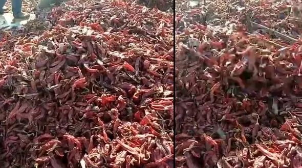 شوک آور /فلفل قرمزهایی با طعم موش + فیلم عجیب