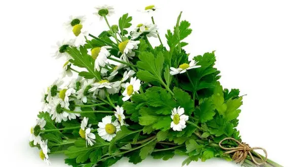 بابونه دوستدار معده شماست