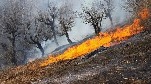 آتش در پارک ملی گلستان خاموش شده است/ نیروهای ما تا صبح در محل هستند