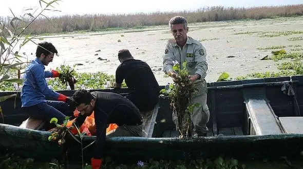 شبیخون سنبل آبی به تالاب ها / تهدید ملی که مورد کم توجهی است /کشورهای دیگر با روش شیمیایی در حال مقابله اند