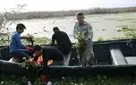 شبیخون سنبل آبی به تالاب ها / تهدید ملی که مورد کم توجهی است /کشورهای دیگر با روش شیمیایی در حال مقابله اند
