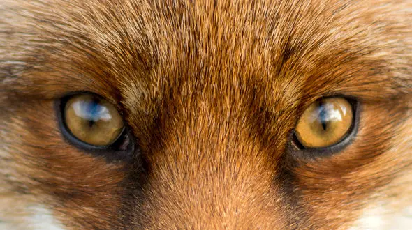 تغییر چهره محیا دهقانی بعد 11 سال / چشم هایش مثل روباه + عکس های جدید