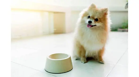 لحظه خنده دار دزدیدن بستنی توسط یک سگ از یخچال