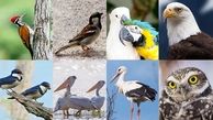 عکس هایی از پرندگان کمیاب در جهان 