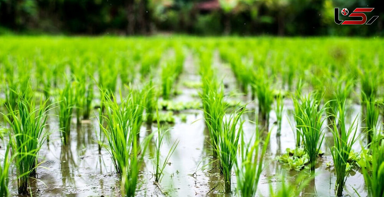 افزایش تولید، تامین بهنگام نهاده های کشاورزی و حفظ تثبیت بازار محصول برنج است
