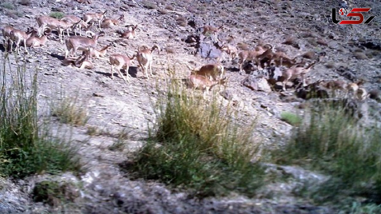 حیات وحش شیرکوه سرشماری شد