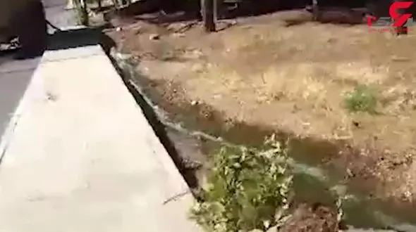 تخلیه فاضلاب در پارک جنگلی! + فیلم