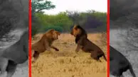 فیلم درگیری شدید شیرها بر سر قلمرو
