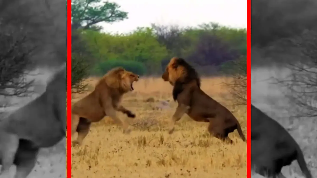 فیلم درگیری شدید شیرها بر سر قلمرو