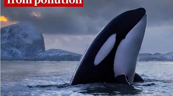 قتل نهنگ قاتل در اقیانوس‌‌ها + تصویر