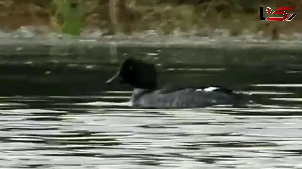 فیلم مشاهده یک پرنده کمیاب در گیلان 