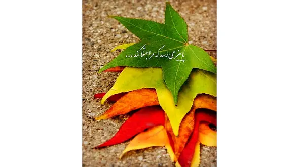 فال ابجد 12 مهر 1402 / فیلم