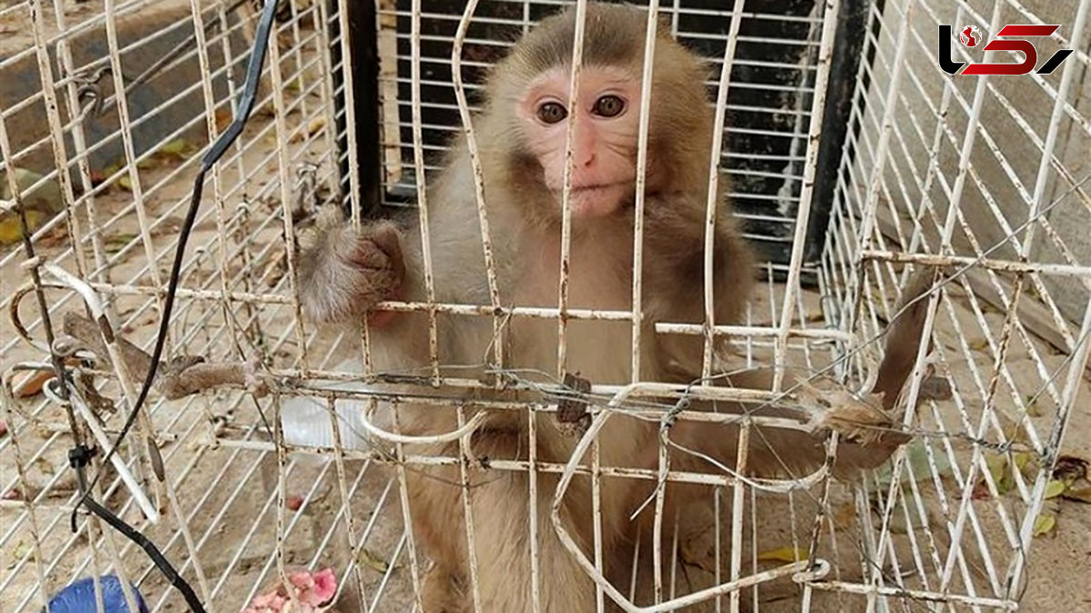 لو رفتن باغ وحشی شخصی با حیوانات بیگناه / در ورامین برملا شد 