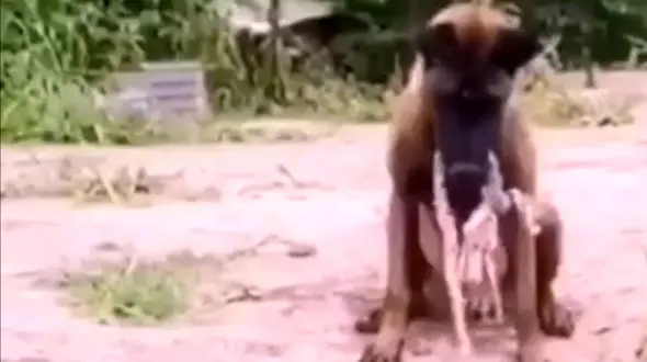 یک سگ از مرگ سگ دیگر جلوگیری کرد + فیلم