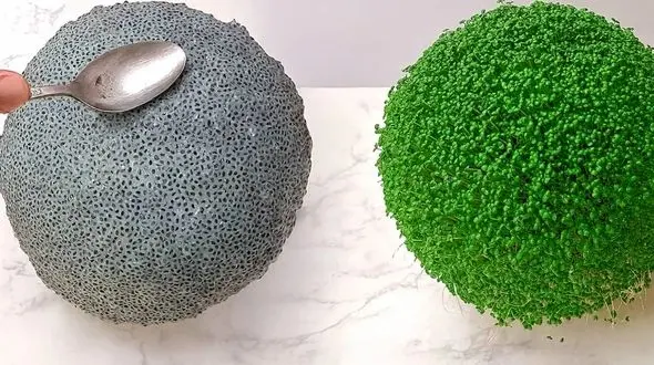 فیلم کاشت سبزه تخم شربتی برای نوروز امسال