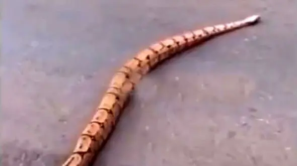 بسته شدن خیابان به دلیل عبور مار پیتون + فیلم
