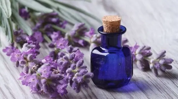 اسطوخودوس یک مسکن گیاهی/خداحافظی با قرص های مخرب