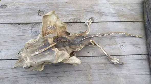 کشف موجود عجیب در ساحل نیوزلند+عکس
