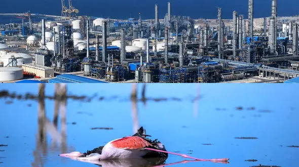 میانکاله در محاصره لابی‌ها/ جدال نابرابر طبیعت با سرمایه‌