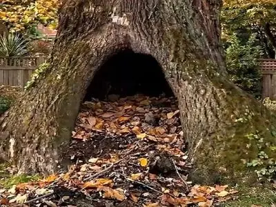 چگونه یک اتاق کار چشمگیر در دل طبیعت بسازیم؟ / فیلم