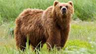 ببینید / فیلم مشاهده یک قلاده خرس قهوه ای / از گونه‌های درخطر انقراض است