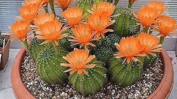 فال ابجد محشر 5 آذر + فیلم