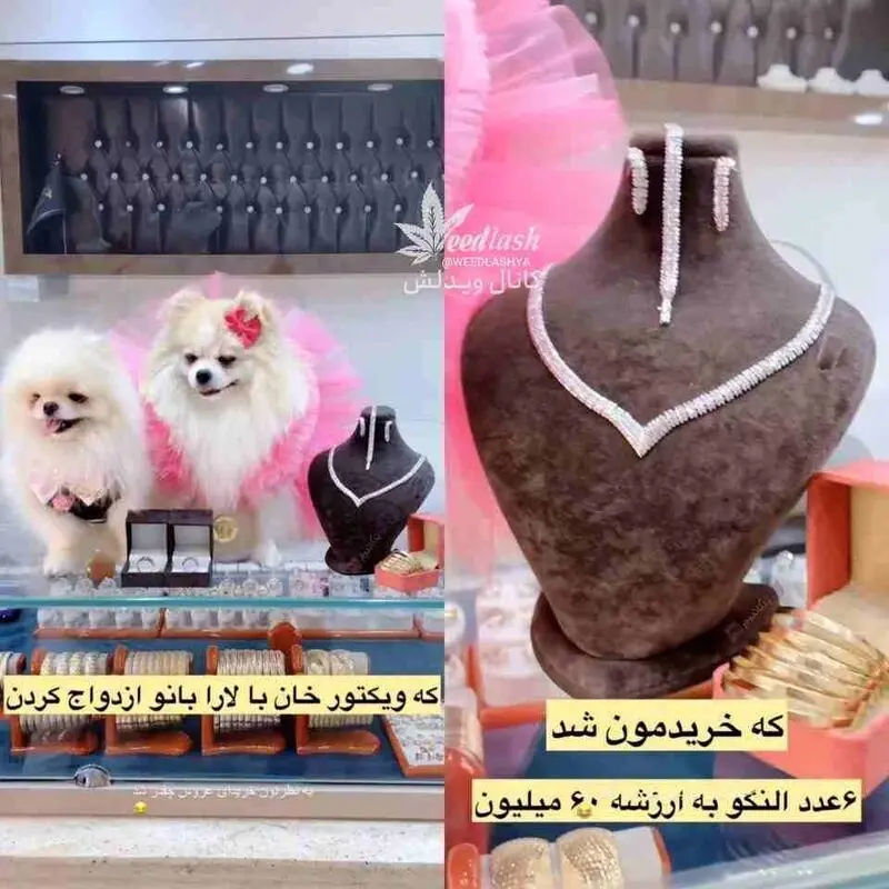 سگ