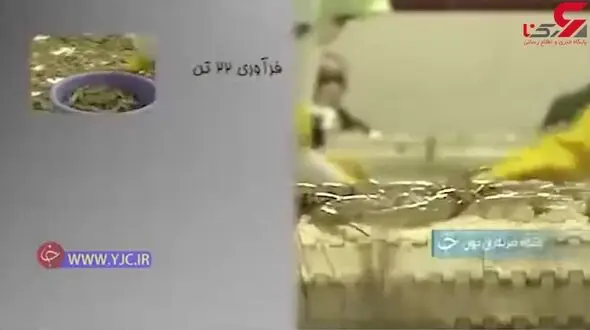 پرورش موجودی که میلیون‌ها دلار برای کشور ارز آوری دارد + فیلم