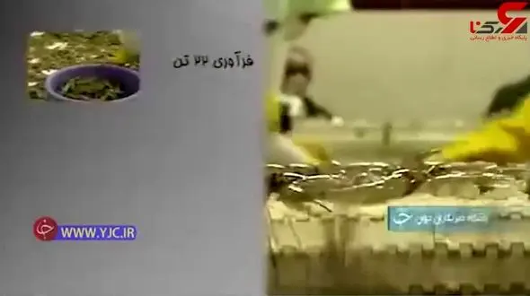 پرورش موجودی که میلیون‌ها دلار برای کشور ارز آوری دارد + فیلم