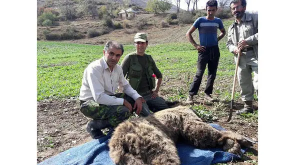  خرس گرفتار در آمل جان سالم به در برد