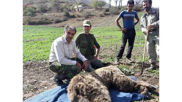  خرس گرفتار در آمل جان سالم به در برد