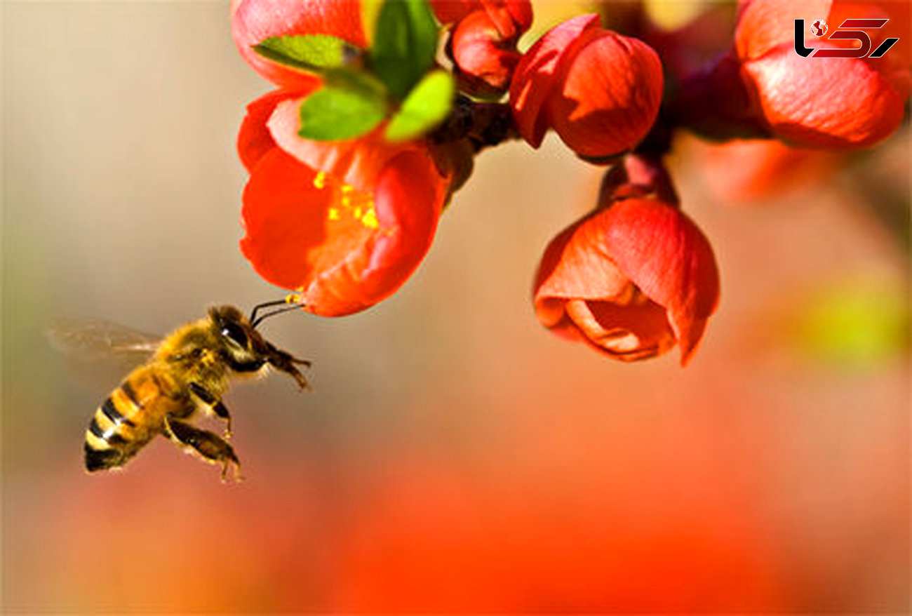زنبورها از چه روشی برای انتخاب گل استفاده می کنند؟