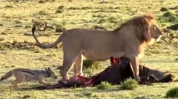 حیات وحش ؛ مستند حیات وحش حیوانات / نبرد شغال و شیر