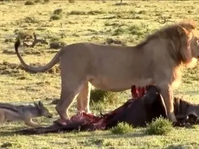 حیات وحش ؛ مستند حیات وحش حیوانات / نبرد شغال و شیر