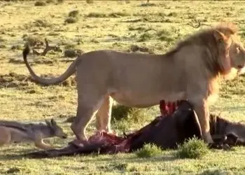 حیات وحش ؛ مستند حیات وحش حیوانات / نبرد شغال و شیر