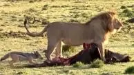 حیات وحش ؛ مستند حیات وحش حیوانات / نبرد شغال و شیر