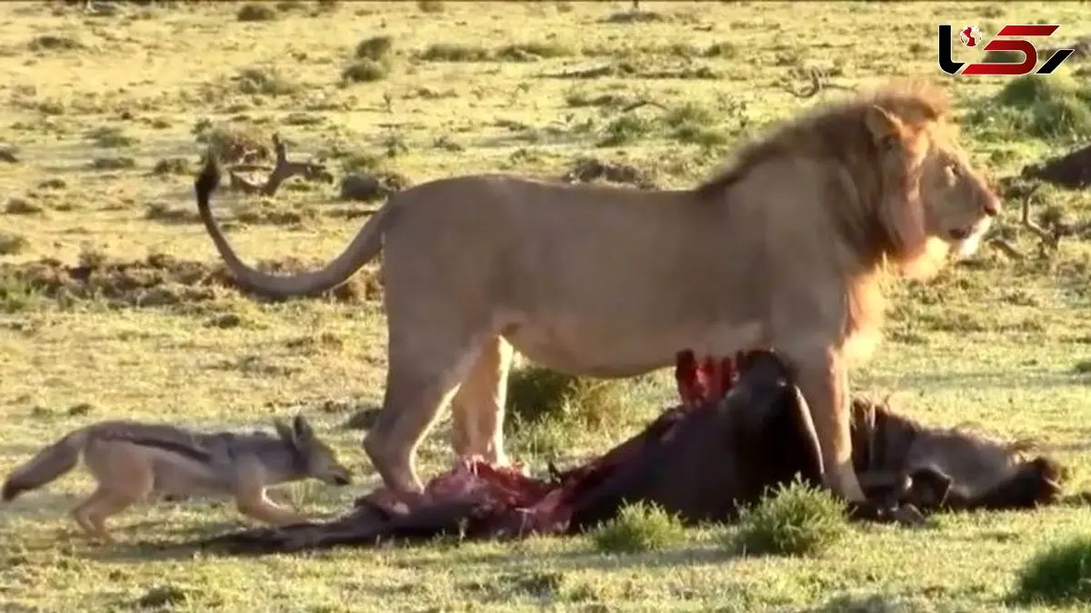 حیات وحش ؛ مستند حیات وحش حیوانات / نبرد شغال و شیر