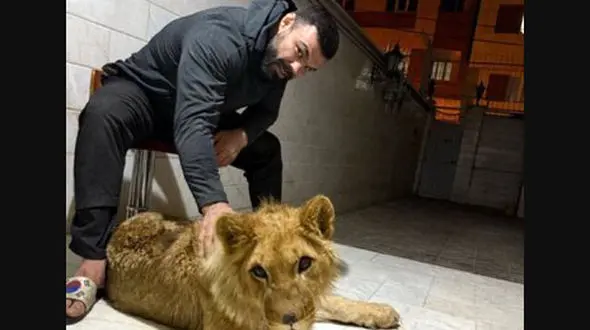 شکایت محیط زیست تهران از باغ‌ وحش ارم به خاطر مرگ توله شیر علی اکبری 