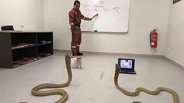 عکس حیرت آور / 2 مار آدمخوار با حکم قاضی در کلاس توجیهی ! / مثل بچه آدم نشسته بودند !