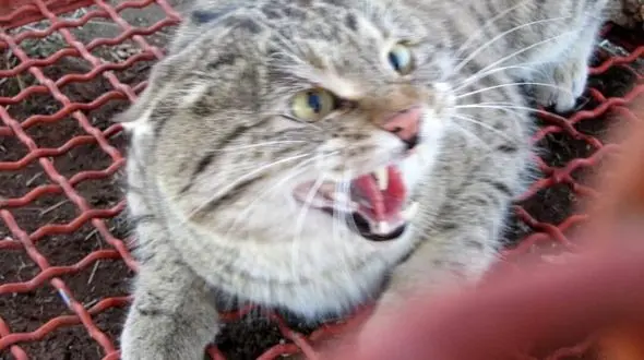 کار جالب مرد روستایی با گربه وحشی در هرسین