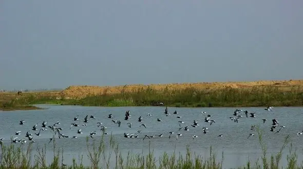 رصد زیستگاه پرندگان مهاجر در لرستان/آنفولانزای فوق حاد پرندگان جدی است!